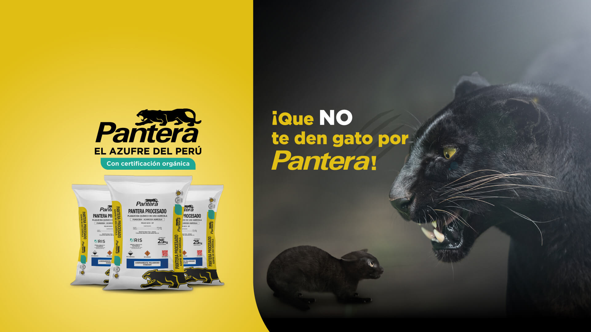 Banner-Gatoporpantera2024